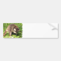 Racoon Bathing Bumper Sticker