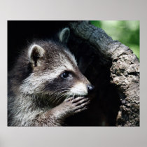 Racoon Begging