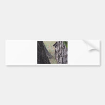 Racoon Bumper Sticker