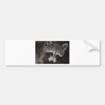 Racoon Bumper Sticker
