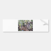 Racoon Bumper Stickers
