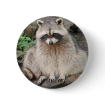 Racoon