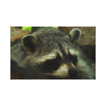 Racoon Canvas Prints
