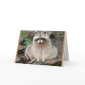 Racoon cards