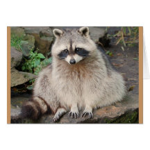 Racoon Card