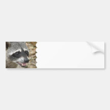 Racoon Face Bumper Sticker