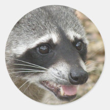 Racoon Face Stickers
