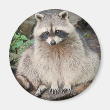 Racoon Fridge Magnet