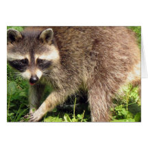Racoon Greeting Card