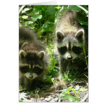 Racoon Habitat Greeting Card