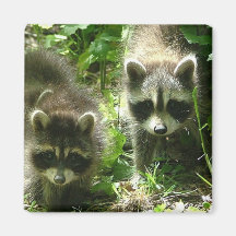 Racoon Habitat Square Magnet