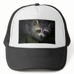 Racoon Hat