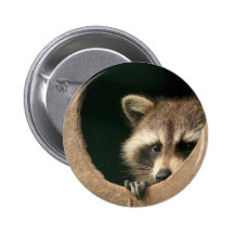 Racoon hide-and-seek buttons