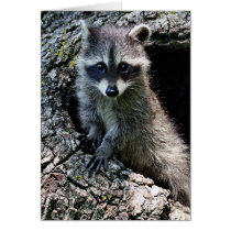 Racoon in the Den