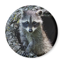 Racoon in the Den