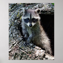 Racoon in the Den