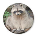 Racoon magnets