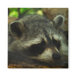 Racoon magnets