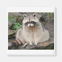 Racoon Magnets