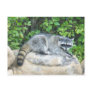 Racoon on rock Postcard