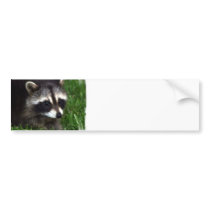 Racoon Photo Bumper Stickers