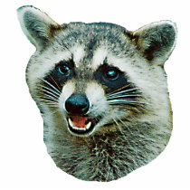 Racoon Photo Sculpture