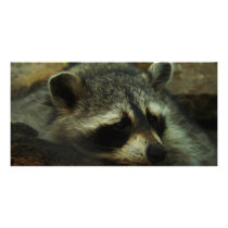 Racoon Picture Card