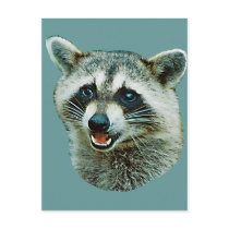 Racoon Picture