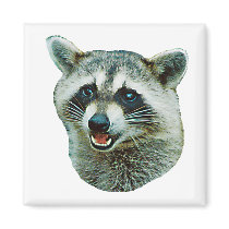 Racoon Picture Square Magnet