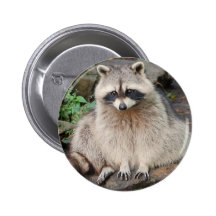Racoon Pins