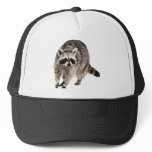 Racoon plain hats