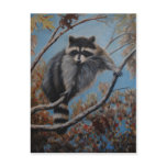 Racoon