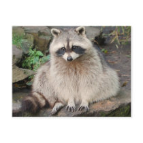 Racoon Postcard