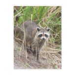 Racoon