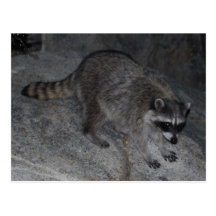 Racoon Postcard