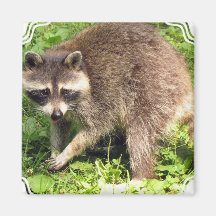 Racoon Square Magnet