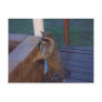 Racoon Standing on Back Porch