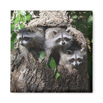 Racoon - The Three Amigos