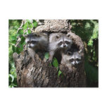Racoon - The Three Amigos