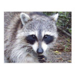 Racoon Wildlife Series # 8 Postcard