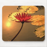 Radiant Water Lily with the Sun Reflecting mousepads