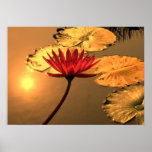 Radiant Water Lily with the Sun Reflecting Posters