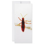 Radioactive Grasshopper rack cards
