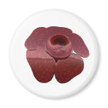Rafflesia Magnet
