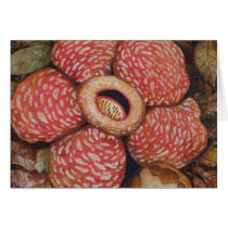 Rafflesia Of Borneo Watercolor Art Cards