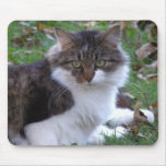 Rag Doll Cat Mouse Pad