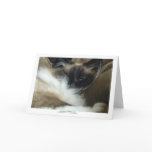 Ragdoll Birman Cat Greeting Card or Note Card