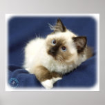 Ragdoll Cat 9W082D-011 posters