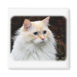 Ragdoll Cat 9Y448D-019 magnets