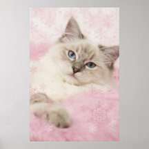 ragdoll poster